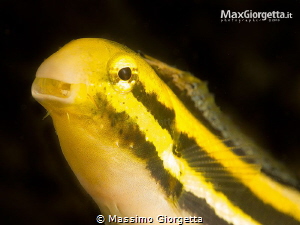 blenny out by Massimo Giorgetta 